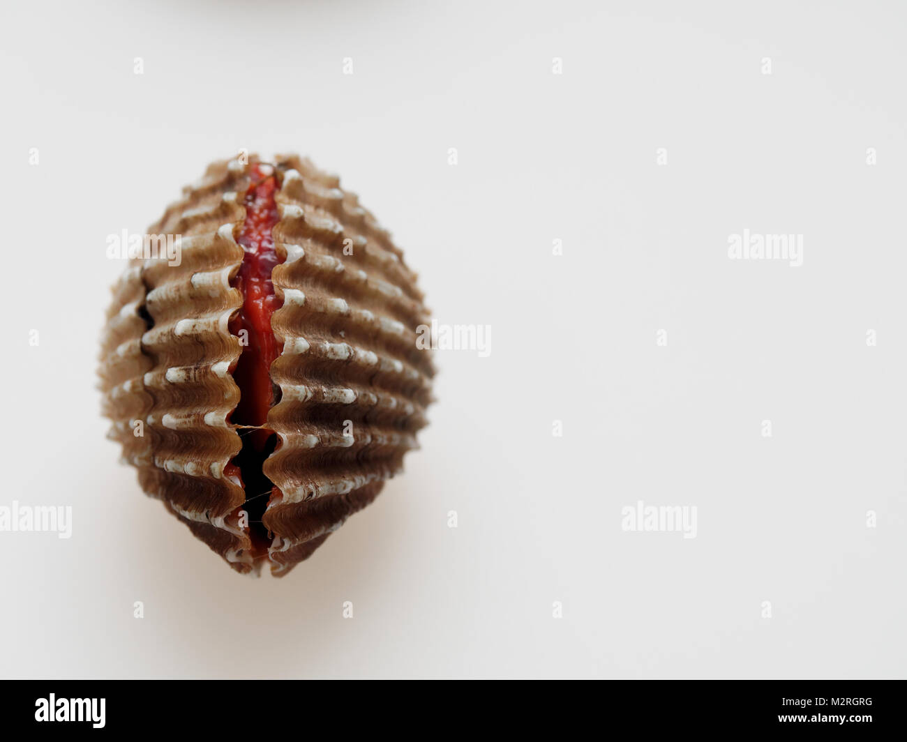 Raw Planlagestörungen, lade, Shell, Schuß hohen Winkel auf weißem Hintergrund Stockfoto