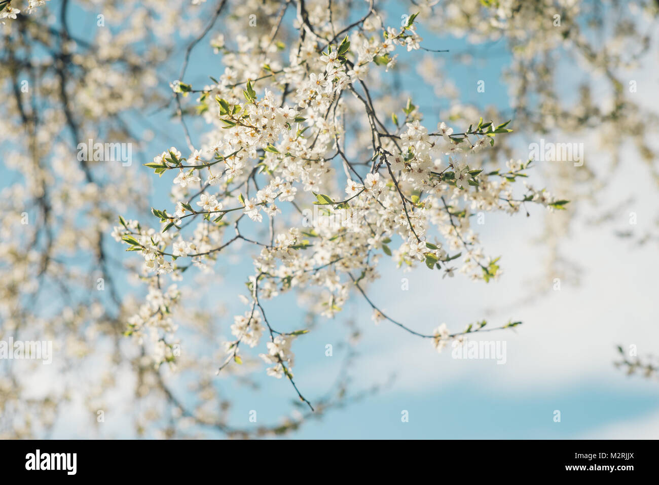 Sonnendurchflutetes Kirschbaum Zweig mit blühenden Blumen gegen blauen Himmel Stockfoto