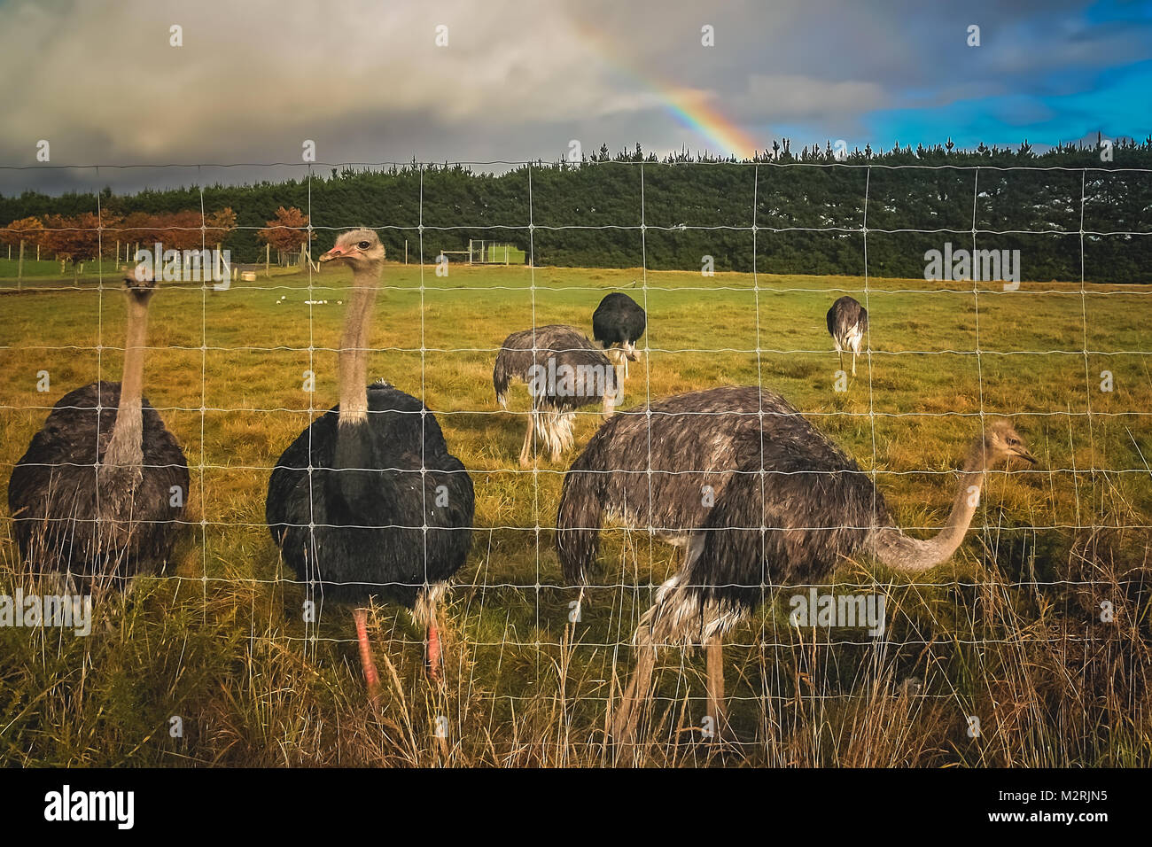 Knubbelig Stockfotos Und Bilder Kaufen Alamy