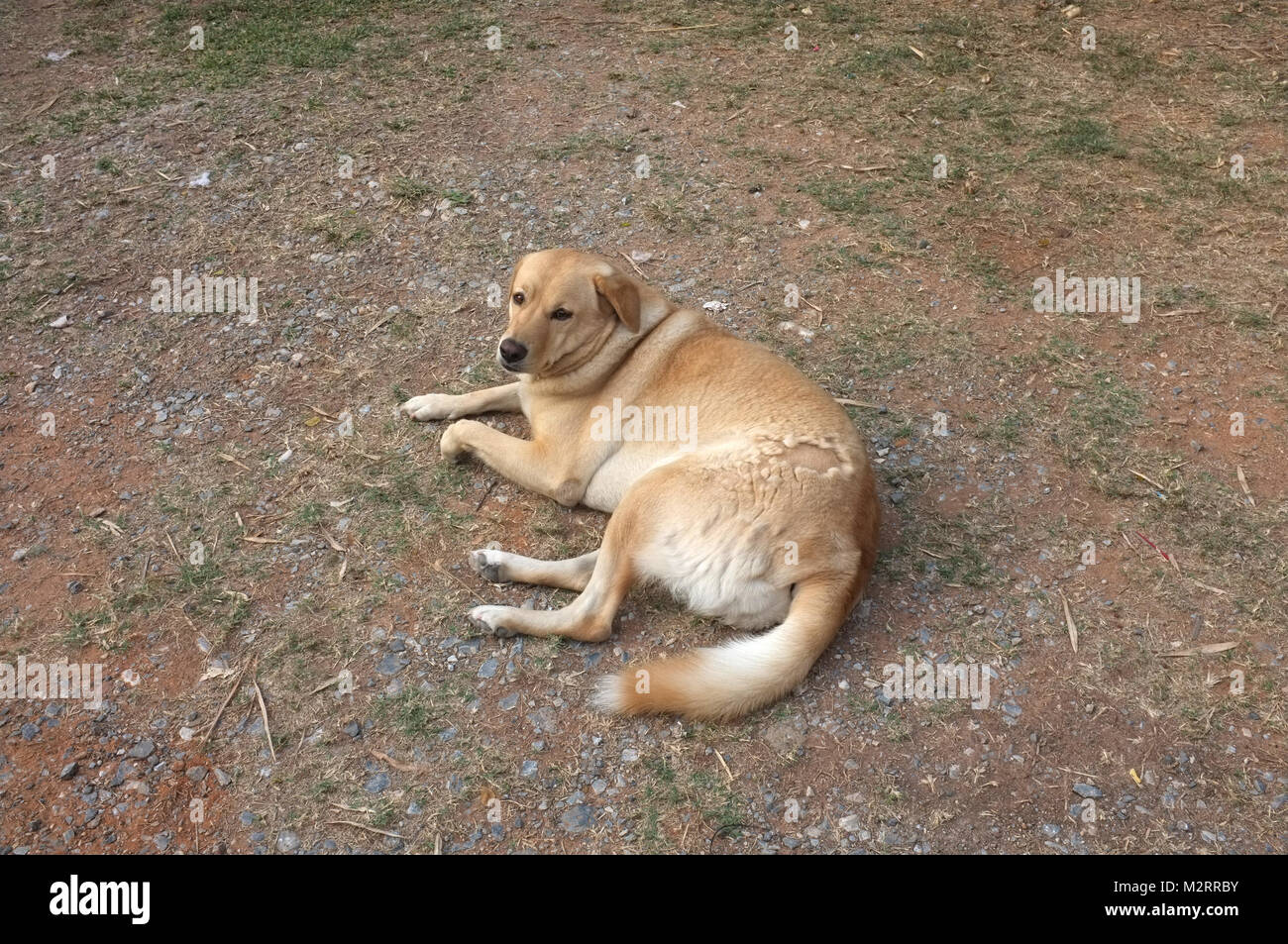 Der Hund auf der Straße, Konzept Glücklich, Freiheit Stockfoto