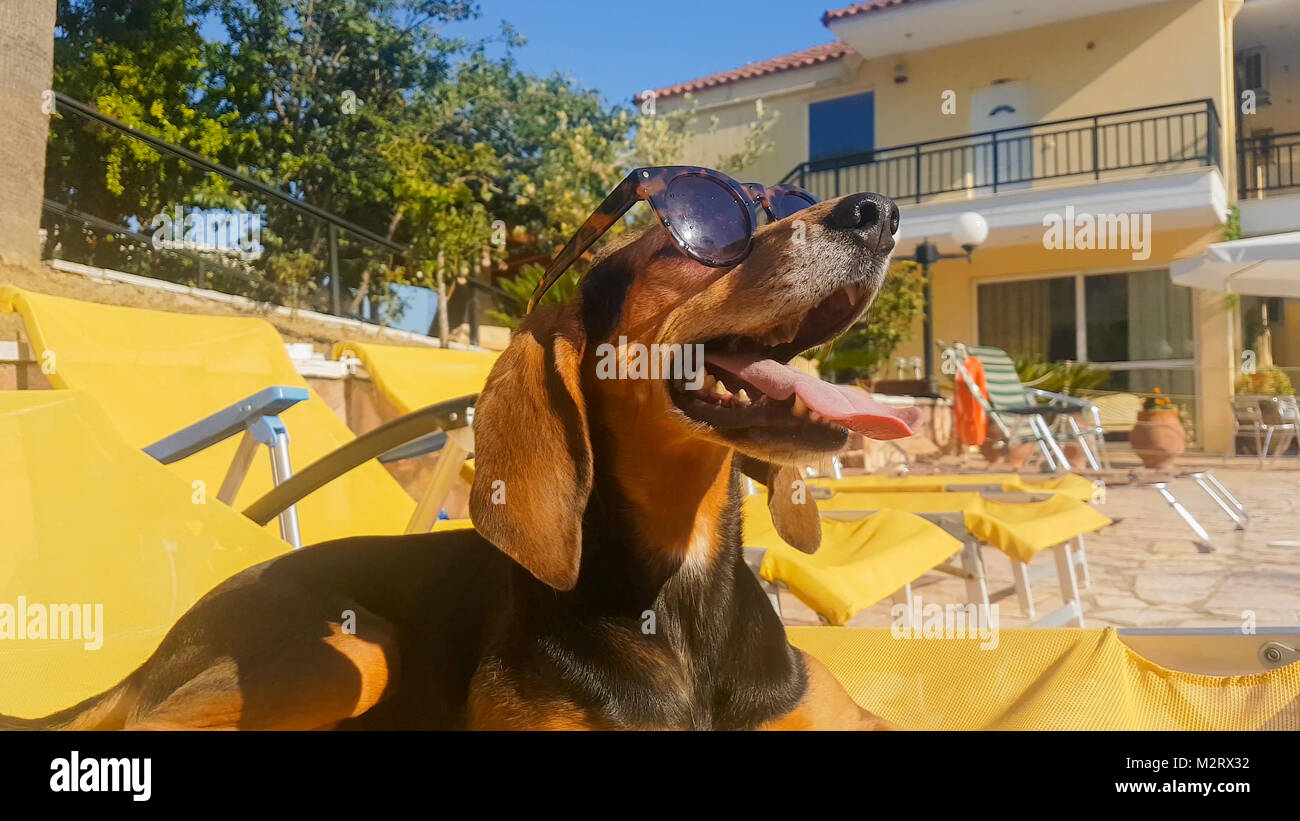 Hund Spaß auf einer Chaiselongue Sonnenbrille tragen. Einen schönen Sommer. Stockfoto