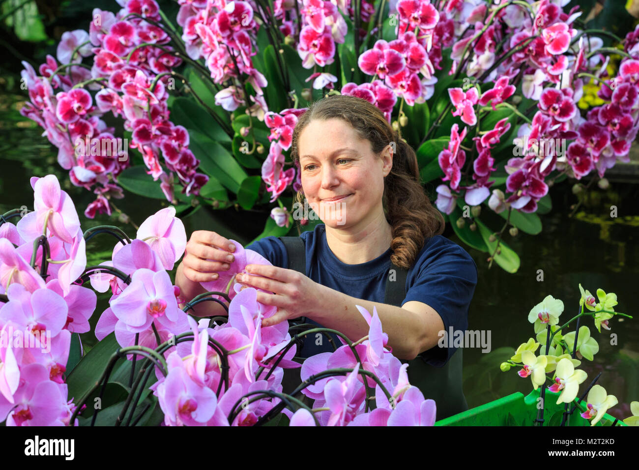 Kew Gardens, London, 8. Feb 2018. Kew Mitarbeiter Olivia schätzt und sucht nach einer wunderschönen Blume. Kew wird wieder die Orchideen Festival, in diesem Jahr eine Feier der lebendigen Farben in Thailand, Kultur und herrlichen Pflanzen. Tausende von Orchideen und tropischen Pflanzen explodiert mit Farbe kann auf beeindruckende Darstellung gesehen werden. Das Festival läuft von Samstag 10 Februar bis Sonntag, 11 März 2018 Quelle: Imageplotter Nachrichten und Sport/Alamy leben Nachrichten Stockfoto