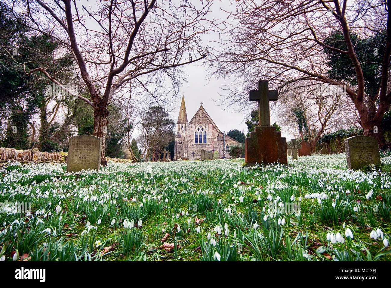 Edge, Gloucestershire, Vereinigtes Königreich. 8 Feb, 2018. Ein Teppich von Schneeglöckchen in voller Blüte in der Pfarrkirche St. Johannes der Täufer in Rand in der Nähe von Stroud, Gloucestershire. Bild: Carl Hewlett/Alamy leben Nachrichten Stockfoto Edge, Gloucestershire, Vereinigtes Königreich. 8 Feb, 2018. Ein Teppich von Schneeglöckchen in voller Blüte in der Pfarrkirche St. Johannes der Täufer in Rand in der Nähe von Stroud, Gloucestershire. Bild: Carl Hewlett/Alamy leben Nachrichten Stockfoto