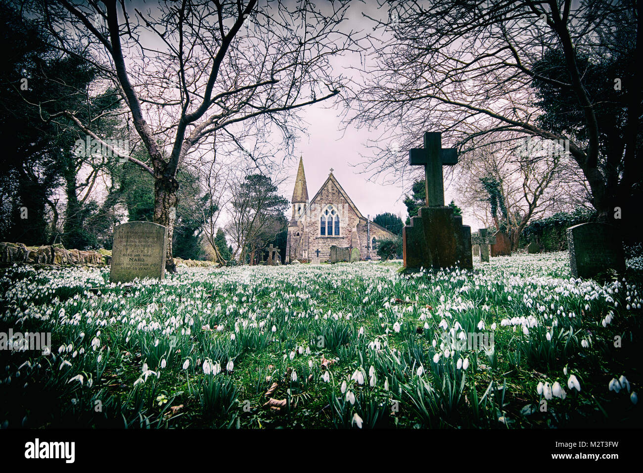 Edge, Gloucestershire, Vereinigtes Königreich. 8 Feb, 2018. Ein Teppich von Schneeglöckchen in voller Blüte in der Pfarrkirche St. Johannes der Täufer in Rand in der Nähe von Stroud, Gloucestershire. Bild: Carl Hewlett/Alamy leben Nachrichten Stockfoto Edge, Gloucestershire, Vereinigtes Königreich. 8 Feb, 2018. Ein Teppich von Schneeglöckchen in voller Blüte in der Pfarrkirche St. Johannes der Täufer in Rand in der Nähe von Stroud, Gloucestershire. Bild: Carl Hewlett/Alamy leben Nachrichten Stockfoto