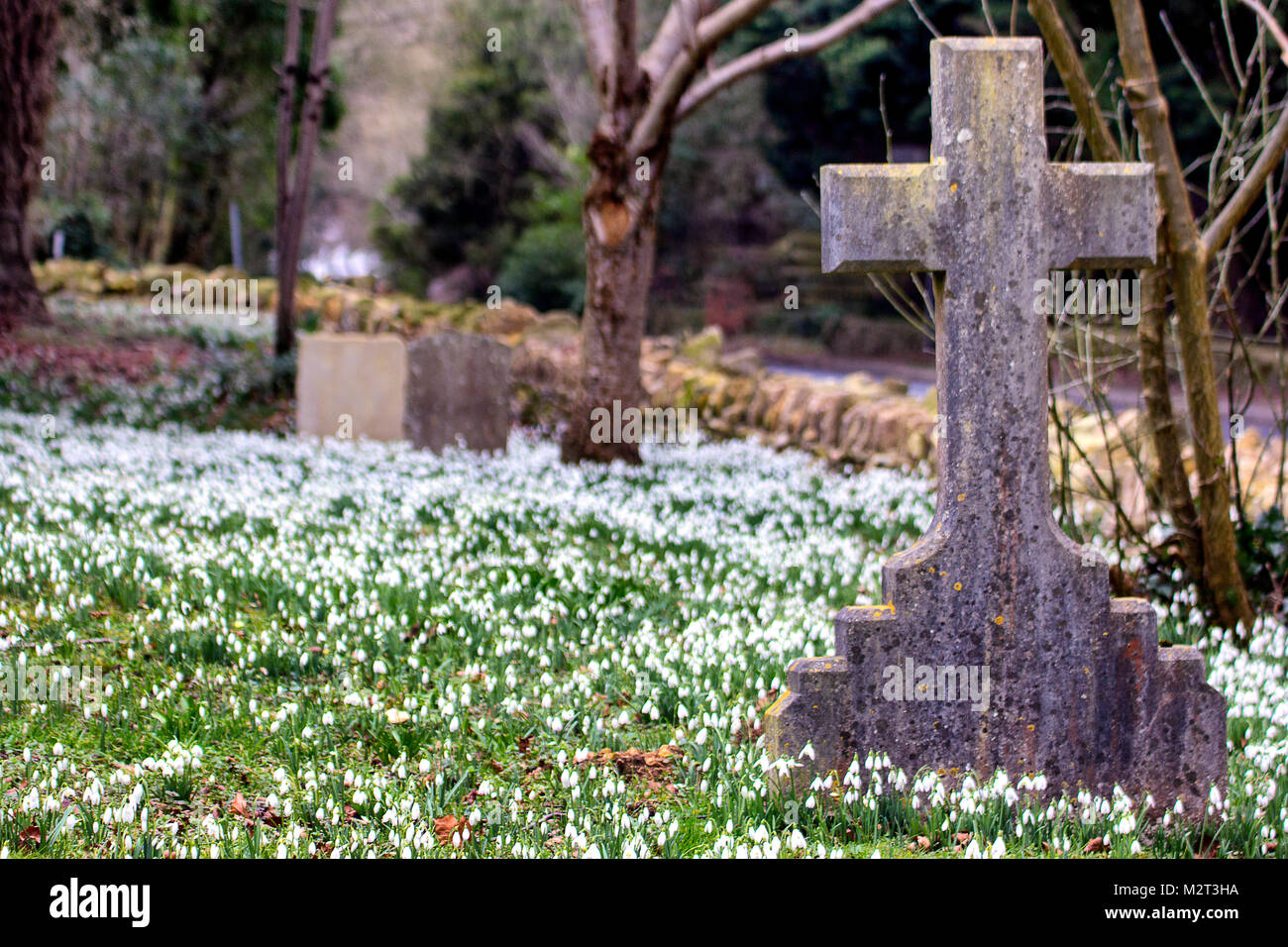 Edge, Gloucestershire, Vereinigtes Königreich. 8 Feb, 2018. Ein Teppich von Schneeglöckchen in voller Blüte in der Pfarrkirche St. Johannes der Täufer in Rand in der Nähe von Stroud, Gloucestershire. Bild: Carl Hewlett/Alamy leben Nachrichten Stockfoto Edge, Gloucestershire, Vereinigtes Königreich. 8 Feb, 2018. Ein Teppich von Schneeglöckchen in voller Blüte in der Pfarrkirche St. Johannes der Täufer in Rand in der Nähe von Stroud, Gloucestershire. Bild: Carl Hewlett/Alamy leben Nachrichten Stockfoto