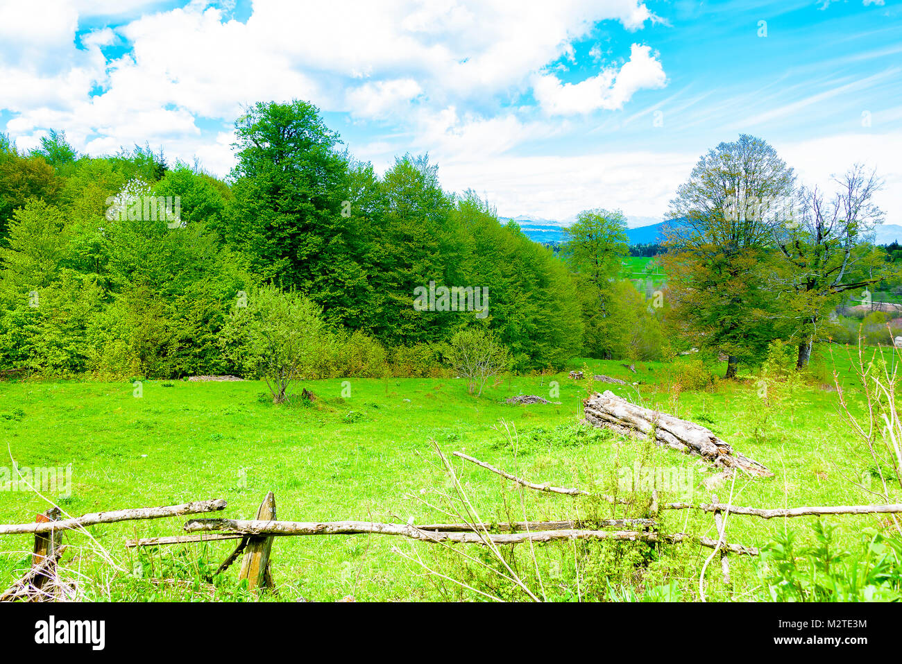 Grünen üppigen Wald mit Evergreens unter puffy Wolken und blauer Himmel. Stockfoto