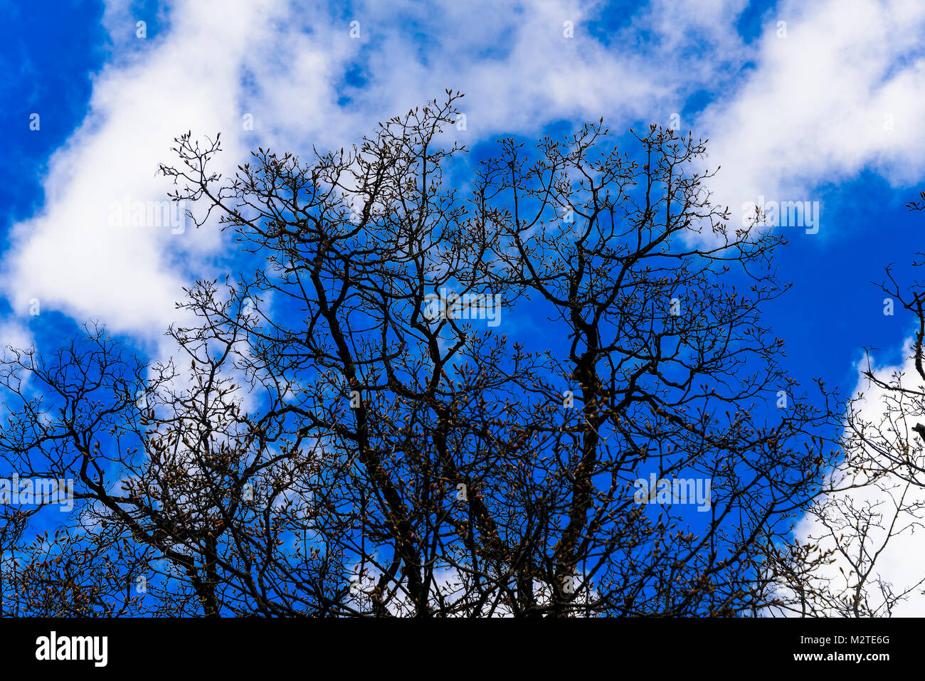 Grünen üppigen Wald gegen den blauen Himmel, geschwollene Wolken und verschneite Berggipfel. Stockfoto