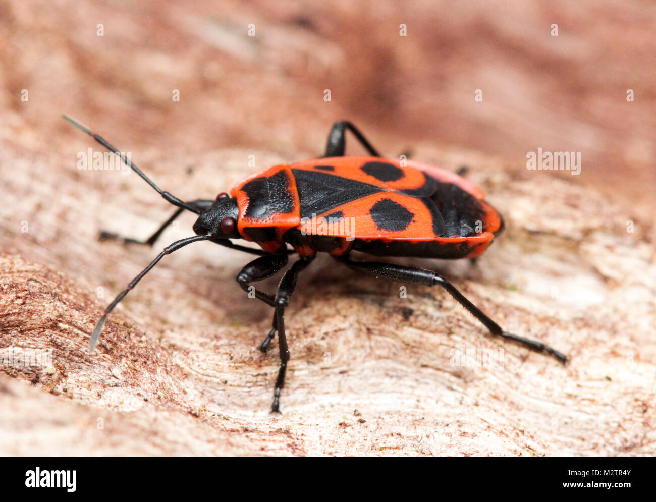 Firebug - Heteroptera close-up Stockfoto