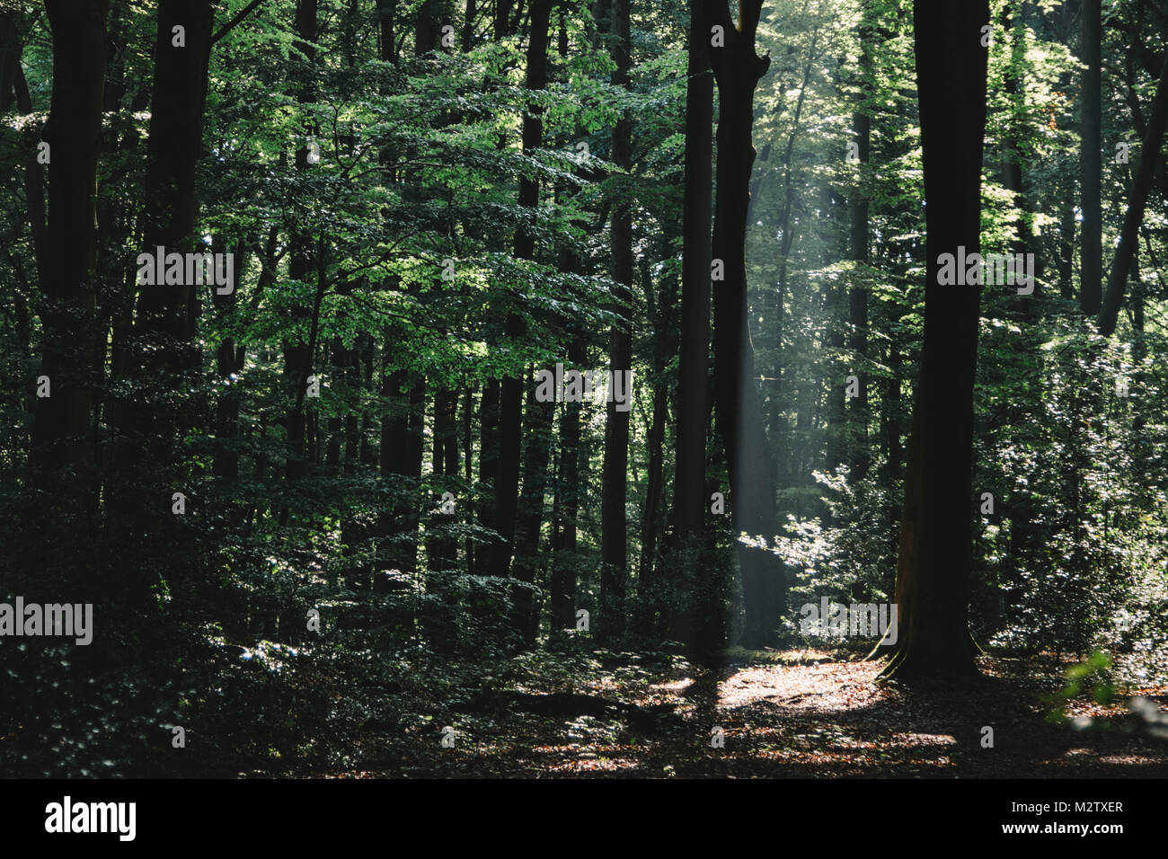 Lichtstrahl im Frühjahr Holz. Stockfoto