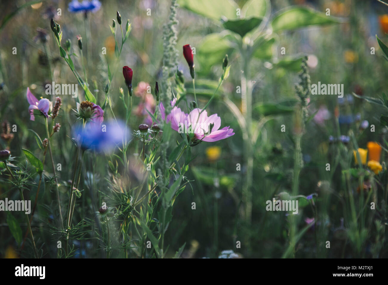 Sommer Blumen wiesen auf die straßenränder in Bielefeld, Stockfoto