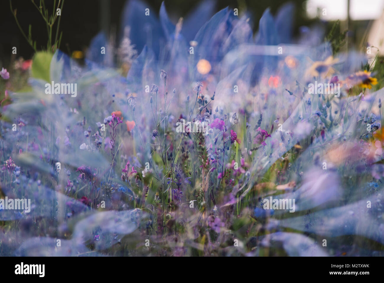 Sommer Blumen wiesen in Bielefeld an den Straßenrändern, Double Exposure. Stockfoto