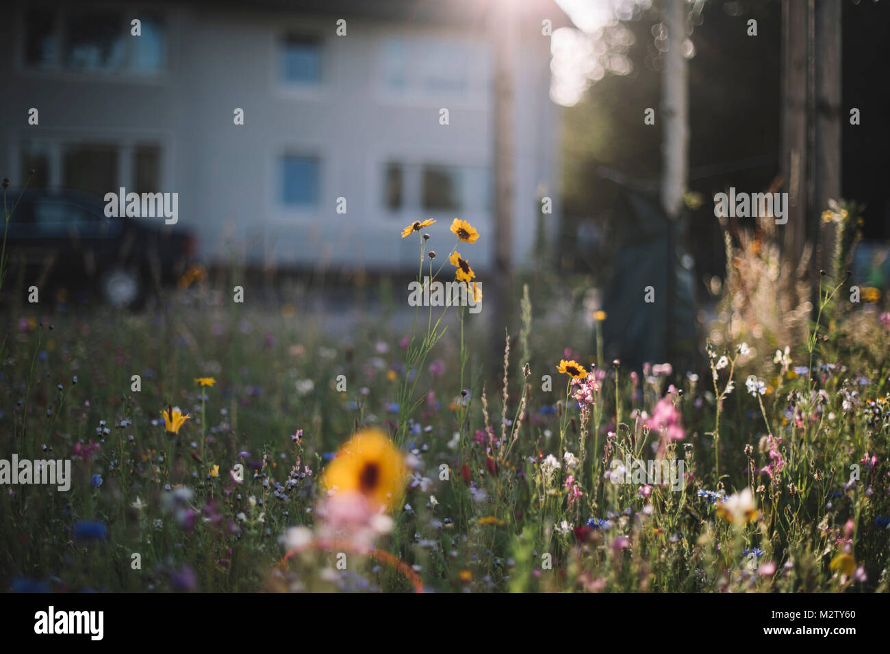 Sommer blumen Wiesen an den Straßenrändern von Bielefeld Stockfoto
