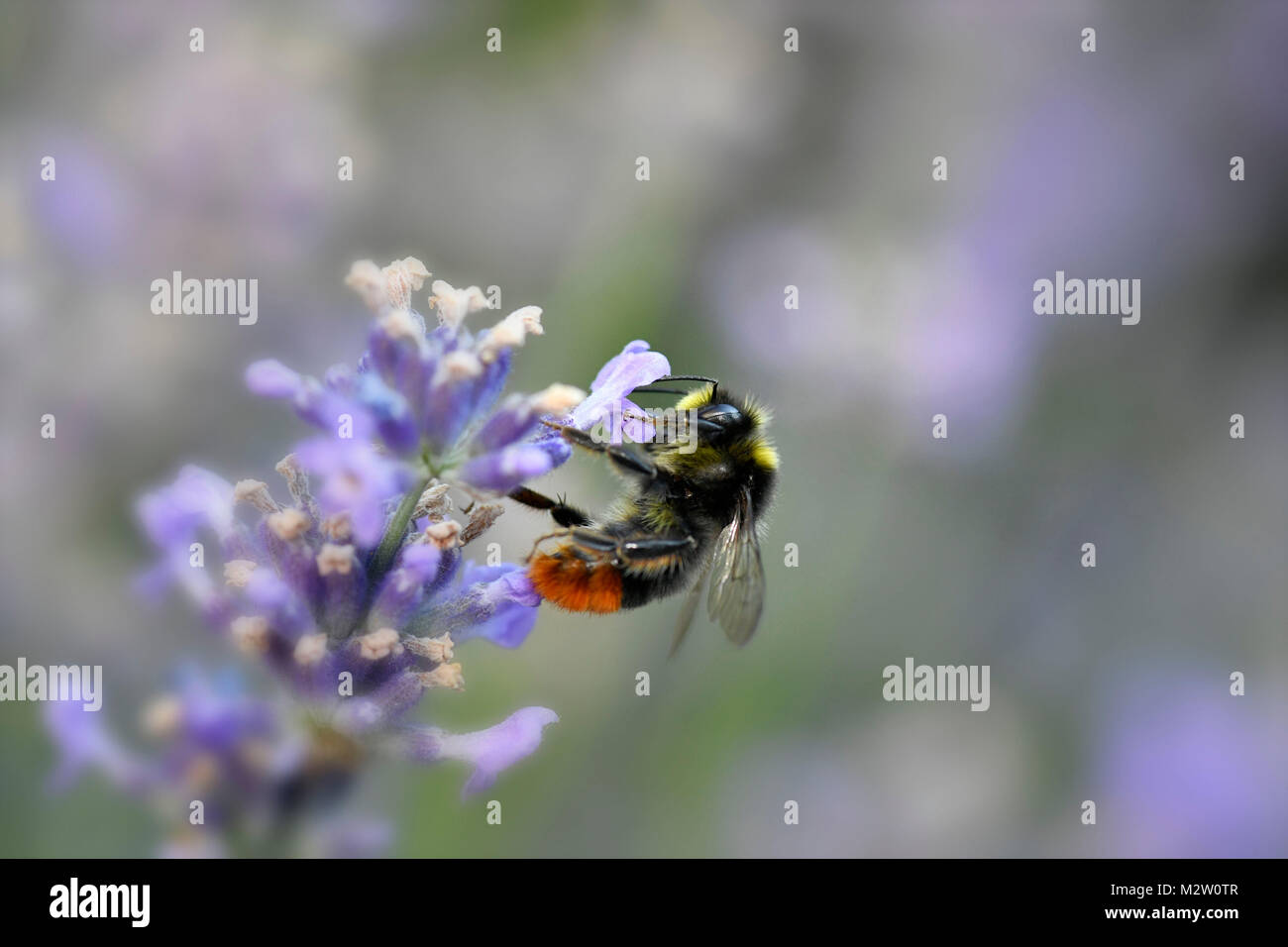 Frühe Hummel, Bombus pratorum, Lavendel, Lavandula angustifolia Stockfoto