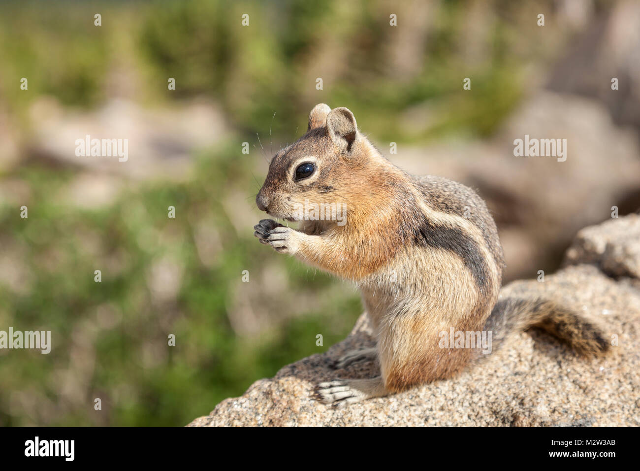 Was Sind Die Chipmunks Fr Tiere