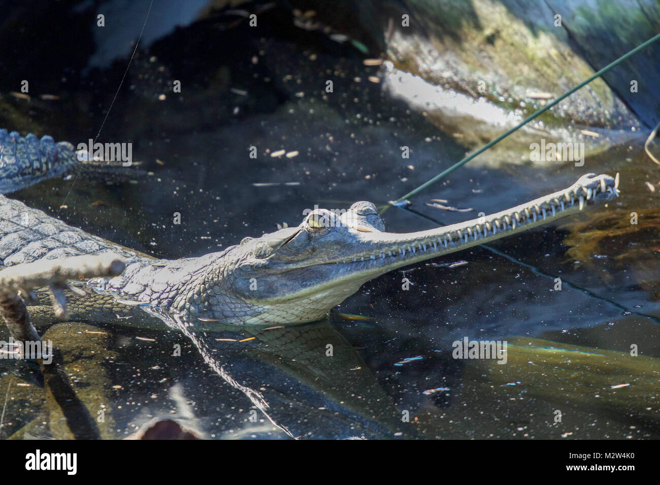 Afrikanische Gharial Stockfoto