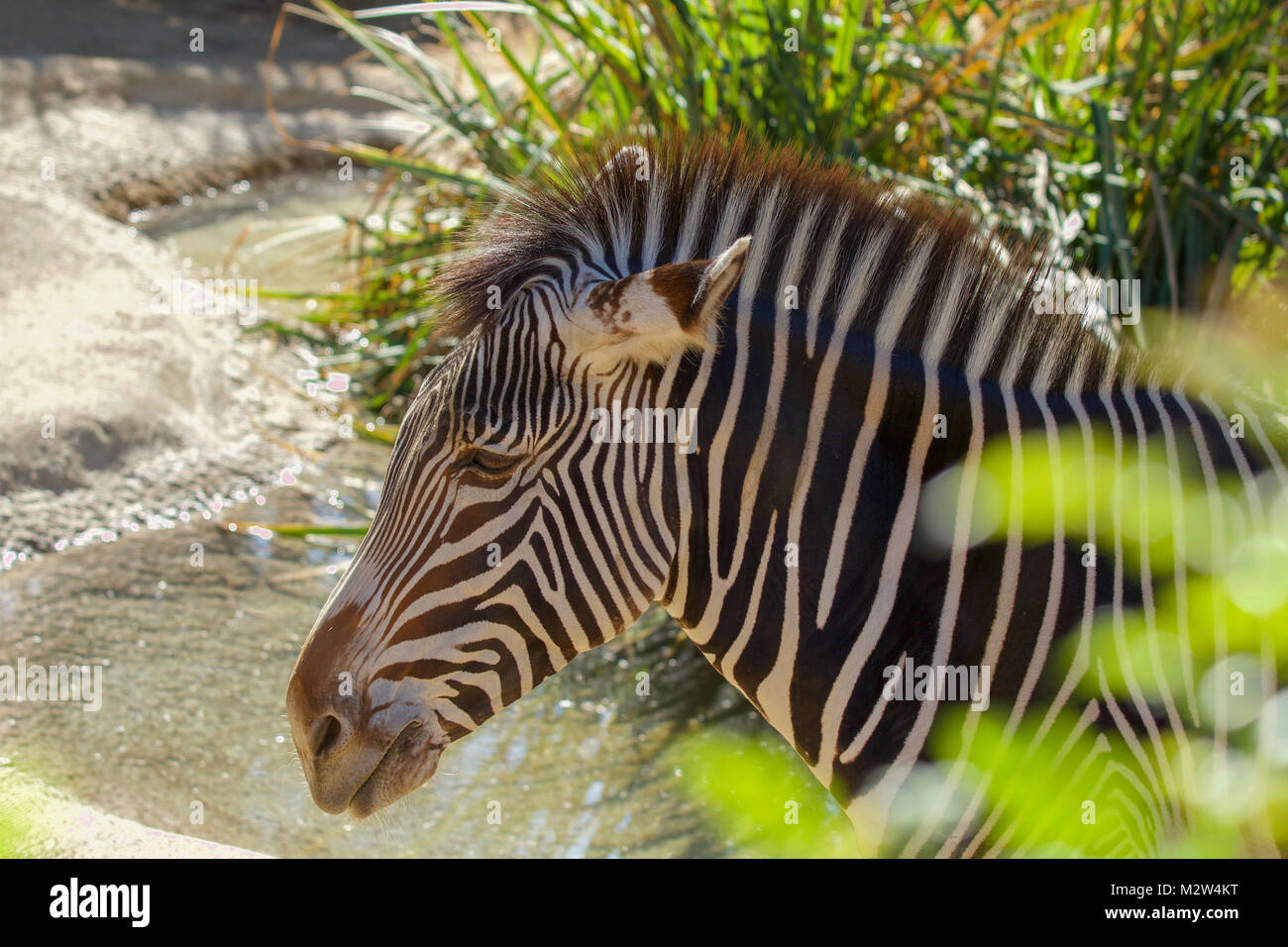 Zebra-Porträt Stockfoto