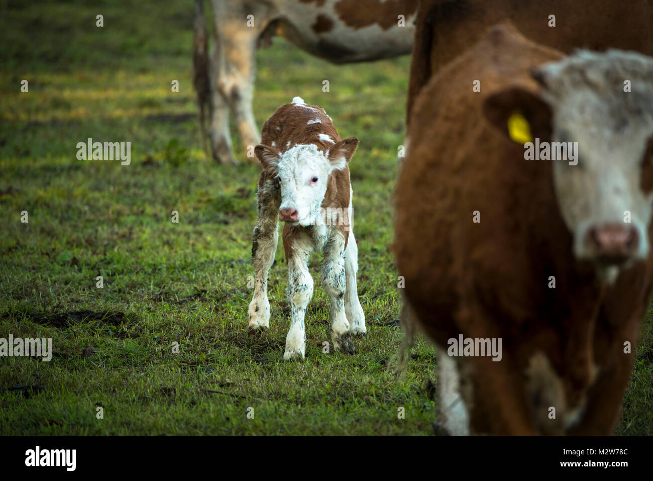 Kalb, Neugeborene, Freilandhaltung, die Mutterkuhprämie Tierhaltung Stockfoto