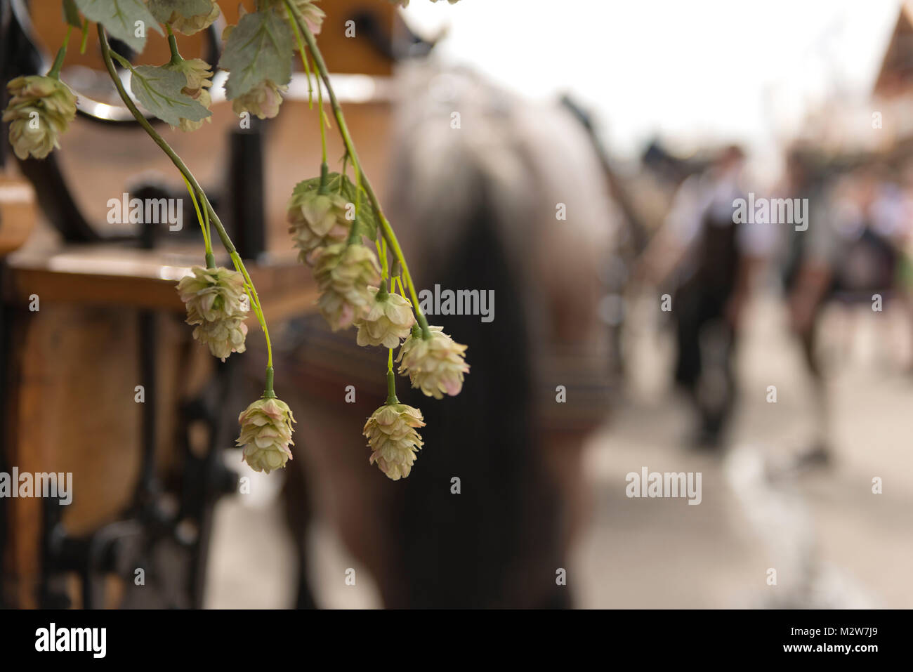 Hop Blüten, Pferde auf dem Oktoberfest Stockfoto