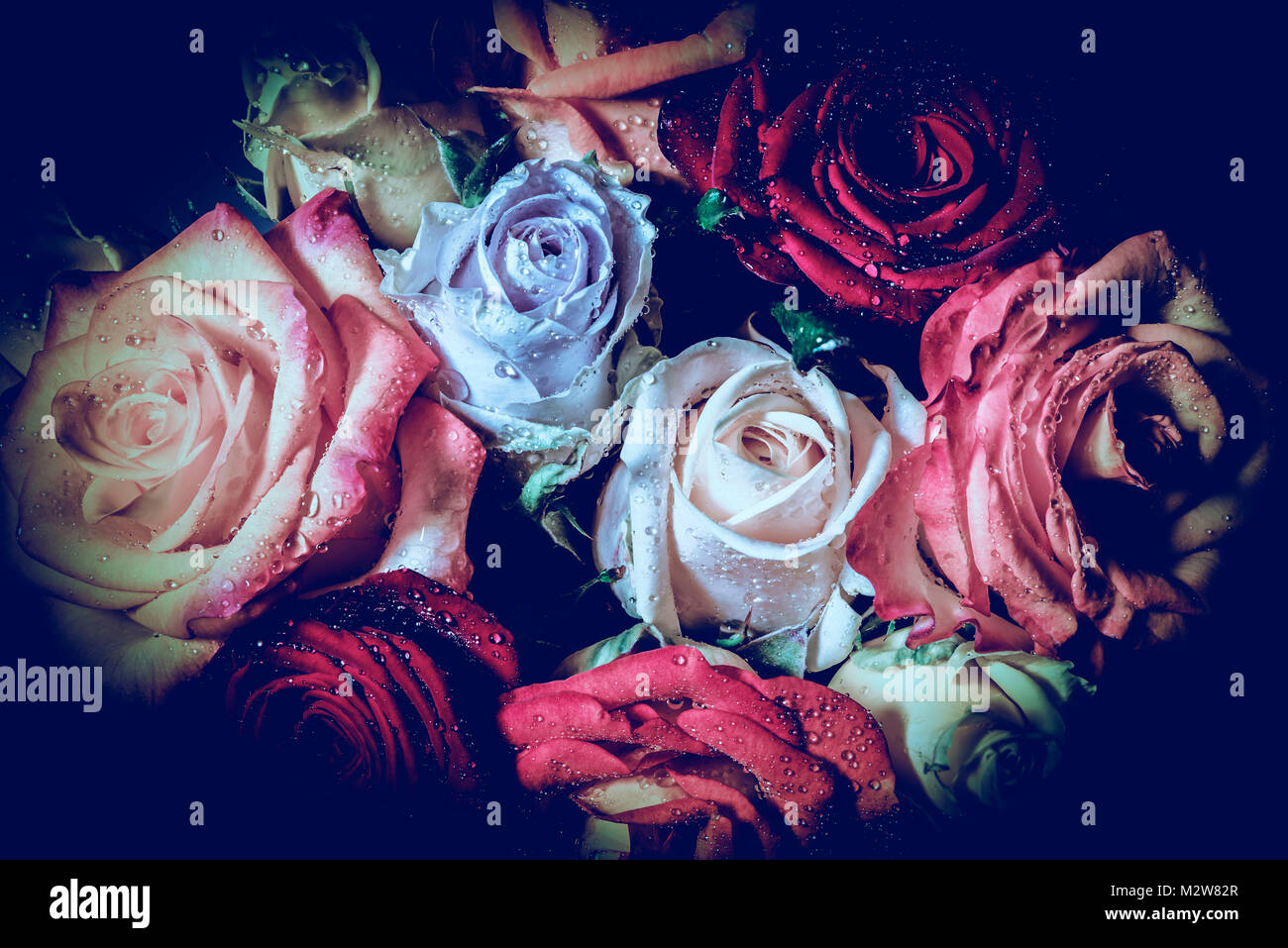 Bunte Rosen, Blumenstrauß aus Rosen, Symbolik, Liebe Stockfoto