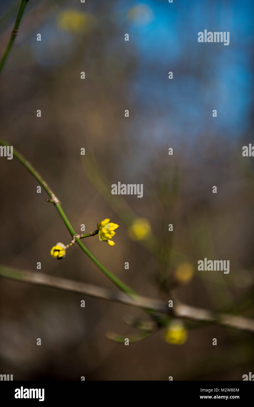 Frühjahr Knospen, Blätter, Zweige, Blüten Stockfoto