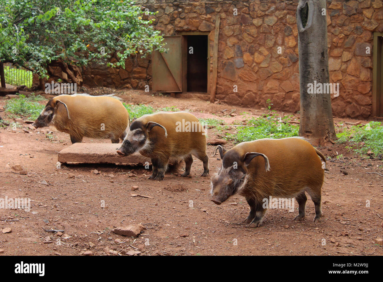 Der Red River hog Potamochoerus porcus im ZOO Pretoria, Südafrika Stockfoto