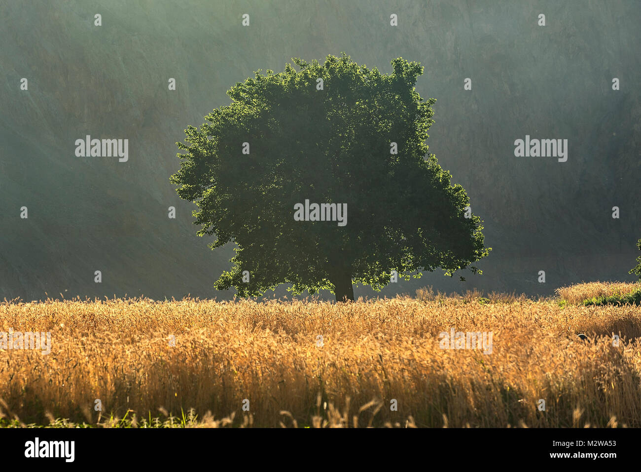 Mistical Licht und dieser Baum wurde Magic Stockfoto