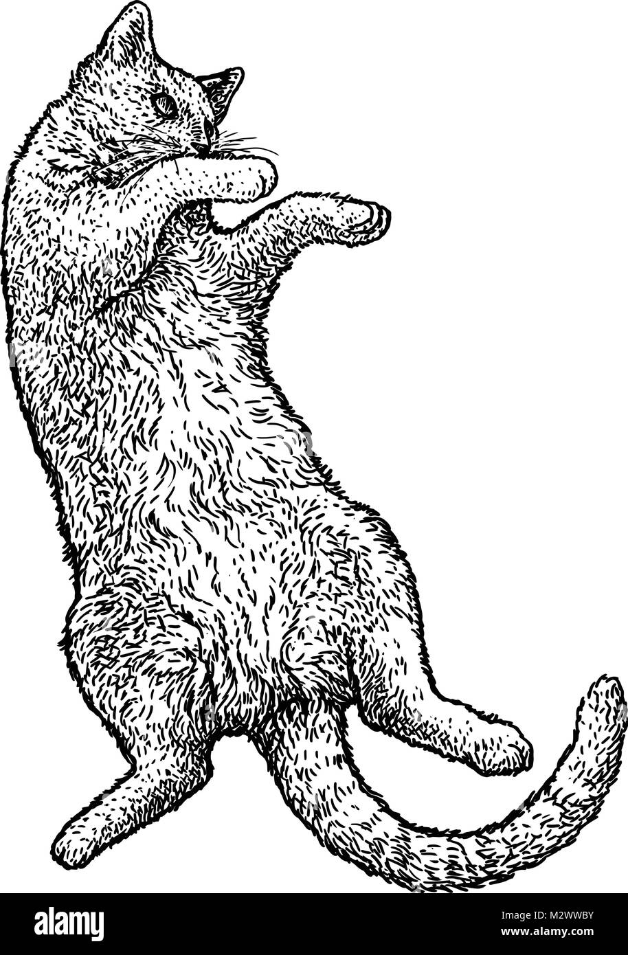 Cat Festlegung auf dem Rücken Abbildung, Zeichnung, Gravur, Tinte, Strichzeichnungen, Vektor Stock Vektor