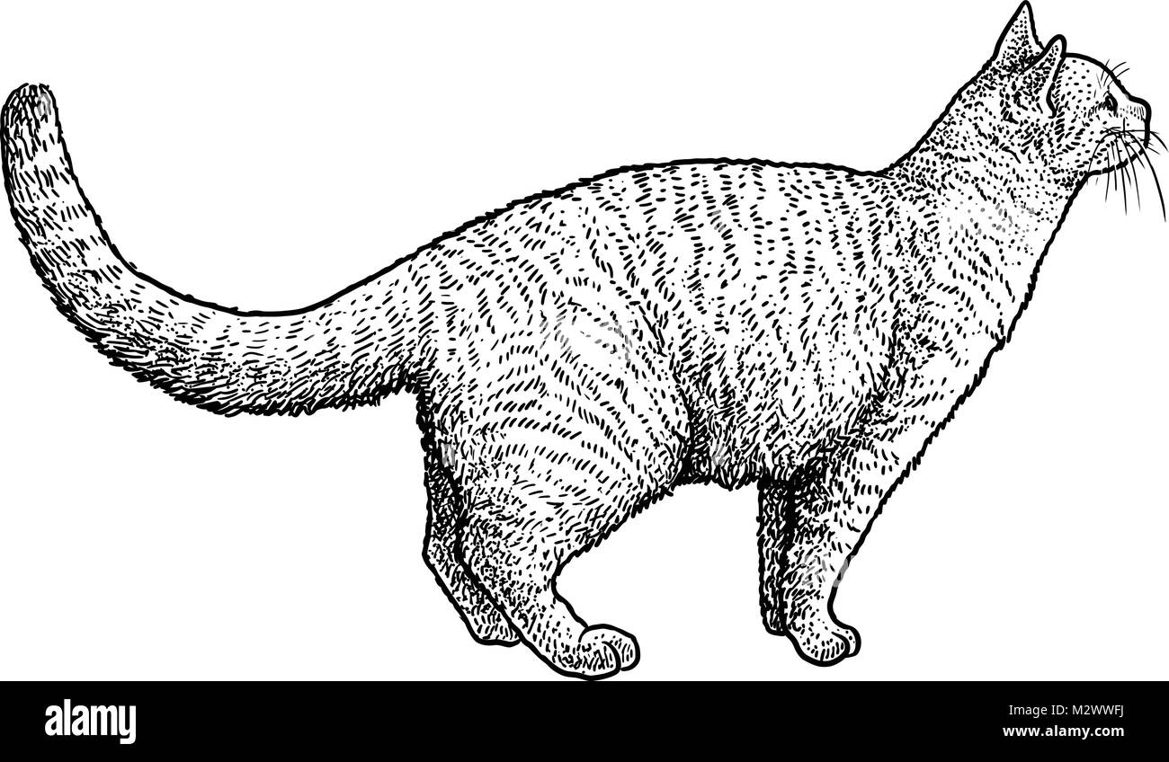 Hören cat Abbildung, Zeichnung, Gravur, Tinte, Strichzeichnungen, Vektor Stock Vektor