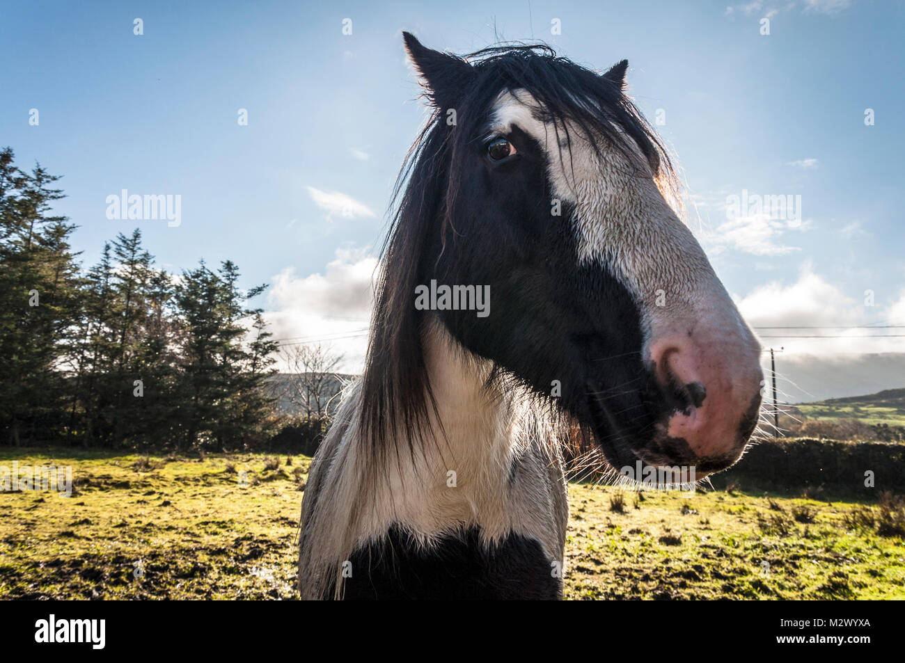 Horse Portrait in einem Feld in der Grafschaft Donegal, Irland Stockfoto