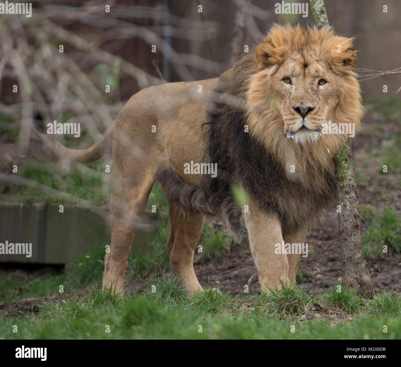 ZSL London Zoo, Regent's Park, London. 7. Feb 2018. Die asiatische Löwen sind bei der jährlichen Inventur im Zoo gezählt. Credit: Malcolm Park/Alamy. Stockfoto