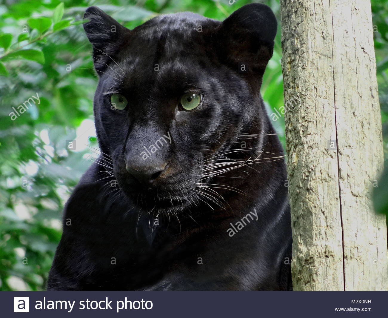 Black Panther Tree Stockfotos & Black Panther Tree Bilder - Alamy