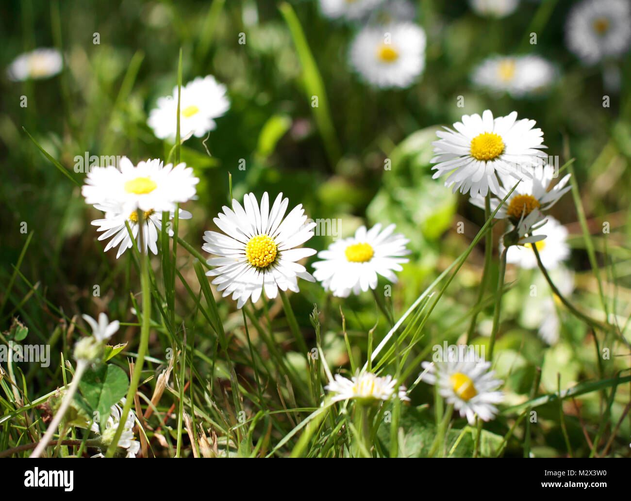 Bereich der Daisy Blumen im Frühling in einem ungepflegten Garten Stockfoto