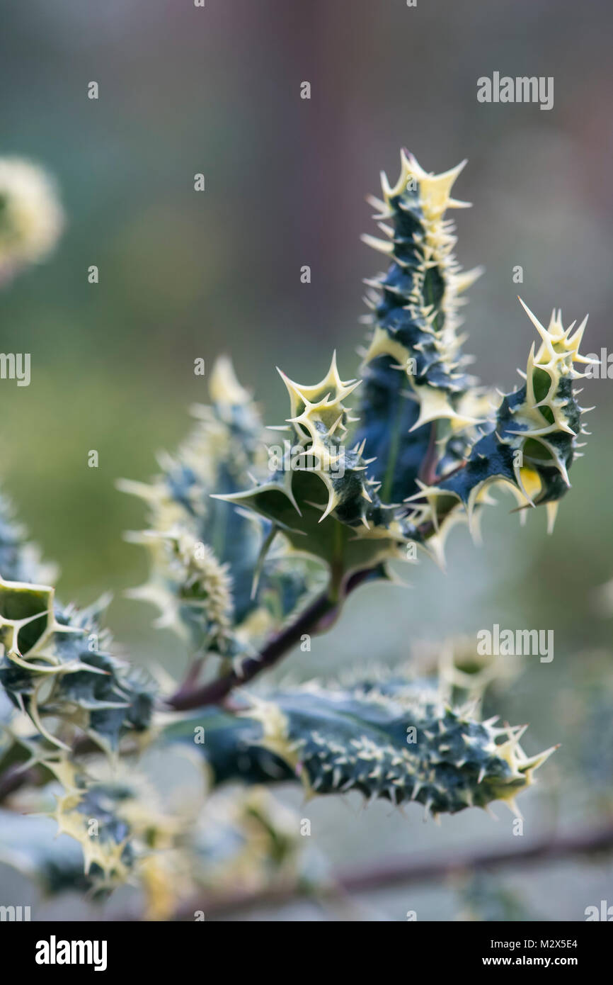 Ilex aquifolium 'Ferox argentea'. Silber Igel holly Laub im Winter. Großbritannien Stockfoto