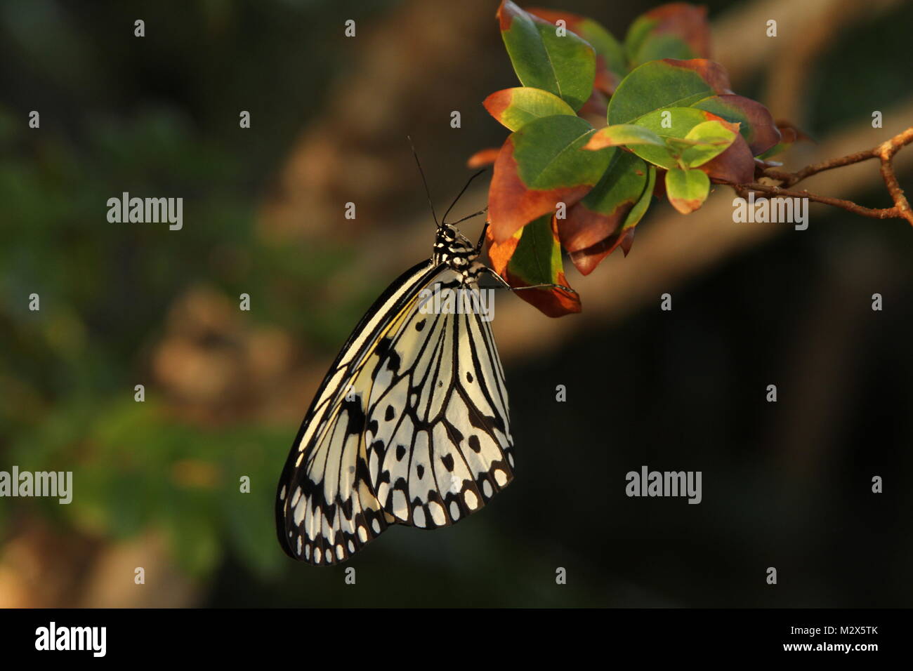 Papier Drachen Schmetterling auf Blätter Stockfoto