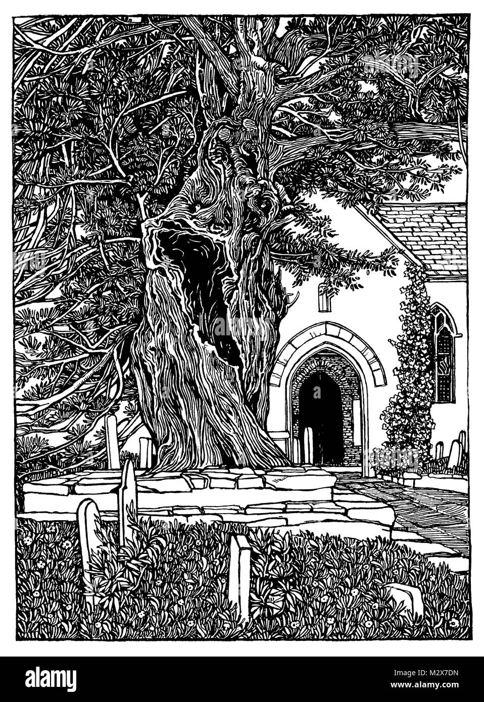 Studie der Eibe, Porlock Kirchhof Linie illustration Design von Mary Jane Newill von 1895 Das Studio einer illustrierten Zeitschrift für Bildende und Angewandte Ar Stockfoto