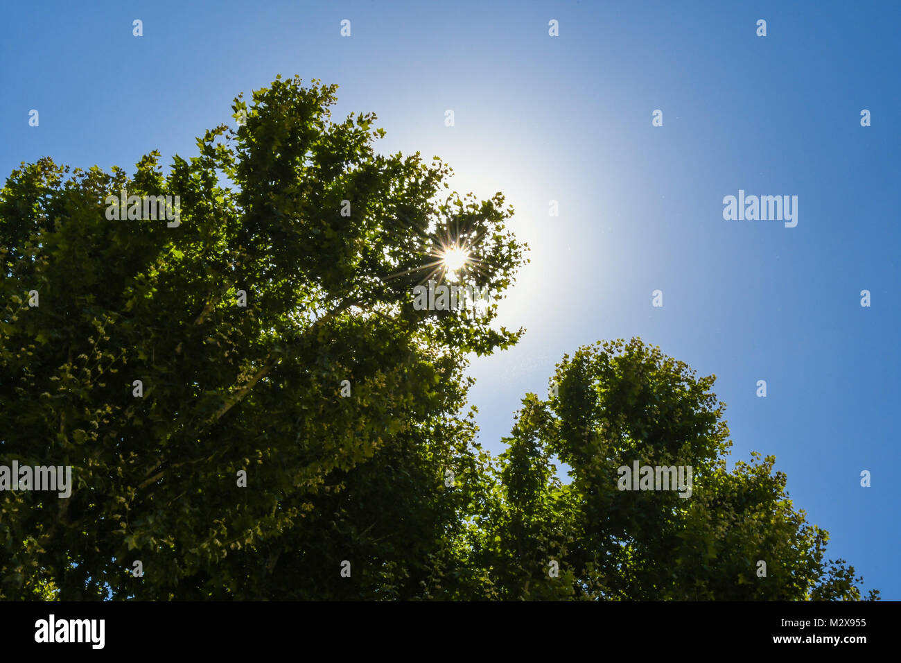 Sunburst durch die Tress in Rom, Italien Stockfoto