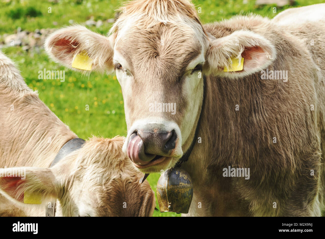 Kuh Leckt Sich Die Nase Stockfotos und -bilder Kaufen - Alamy