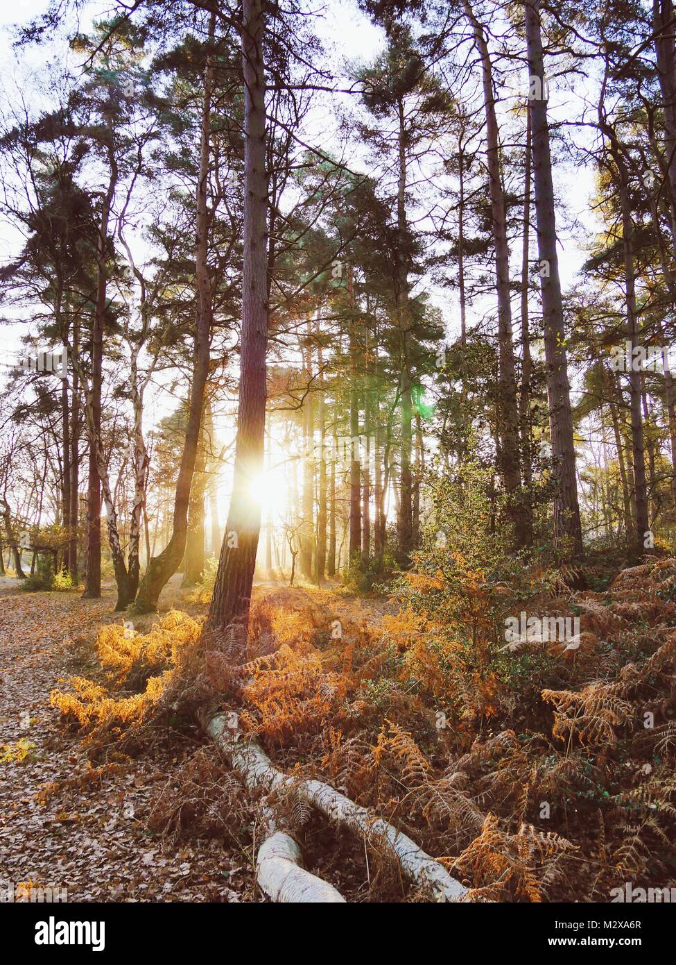 Sonnenlicht durch alten Wald Stockfoto