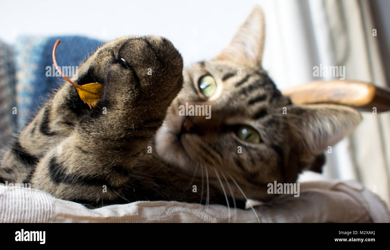 Katze mit einem Blatt Stockfoto