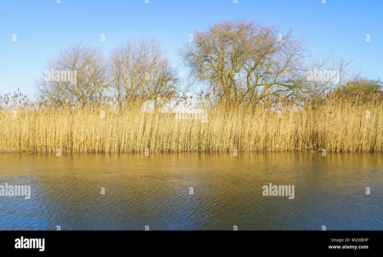 Schilf und Bäume leuchten in schöner Frühling Licht über den Fluss Rumpf in Beverley, Yorkshire, UK. Stockfoto