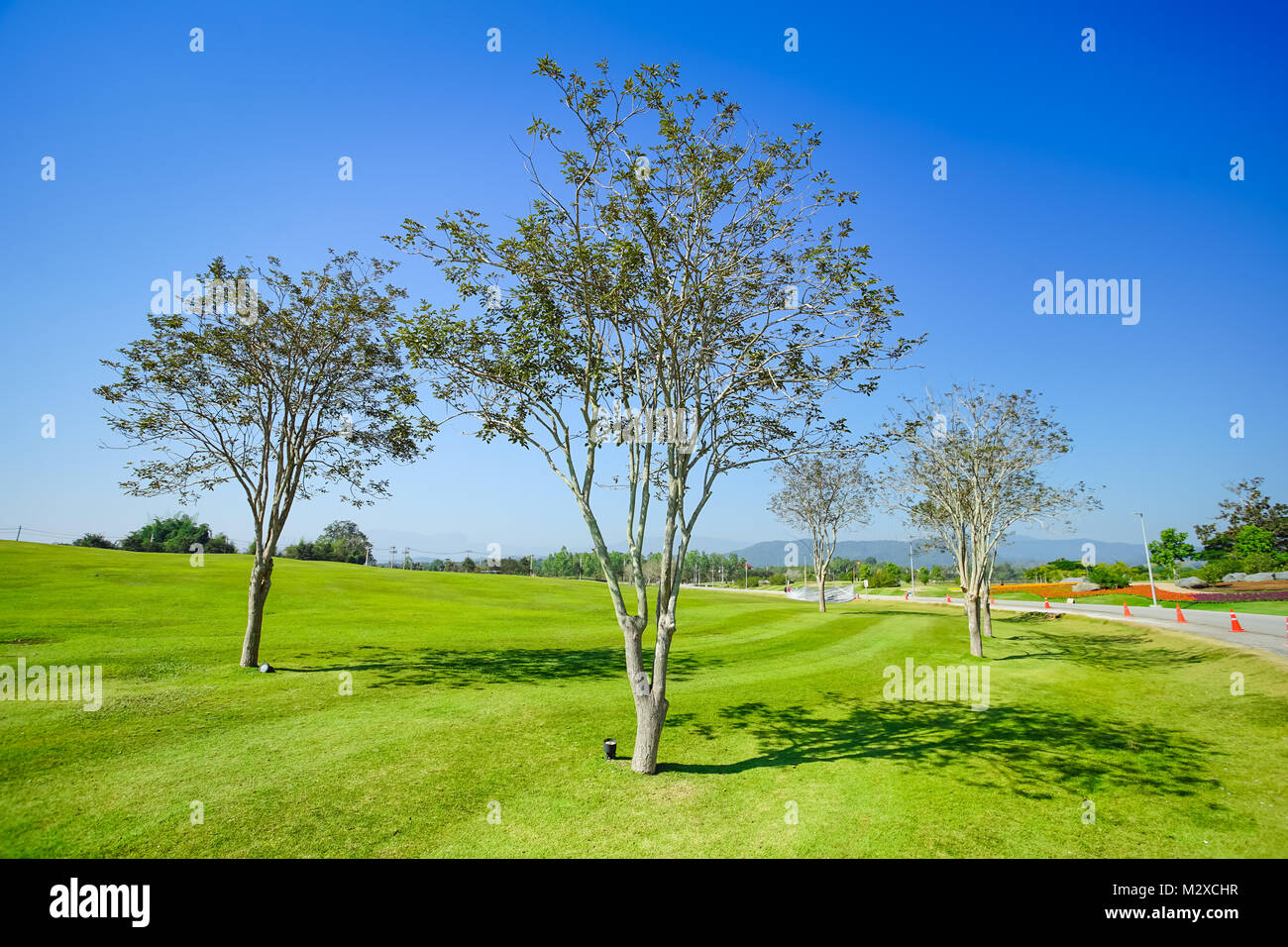 Schönen Baum grünes Gras und blauer Himmel Hintergrund Stockfoto