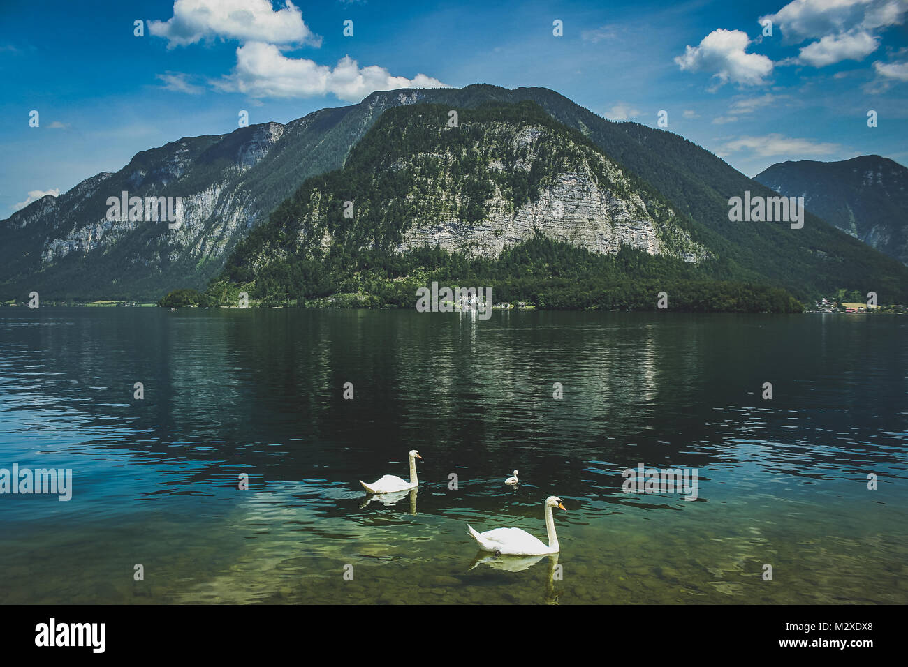 Drei weiße Schwäne schwimmen auf atemberaubende Hallstätter See mit Schloss (Schloss) Grub im Hintergrund auf der Basis eines hohen Alpinen an einem sonnigen da Stockfoto