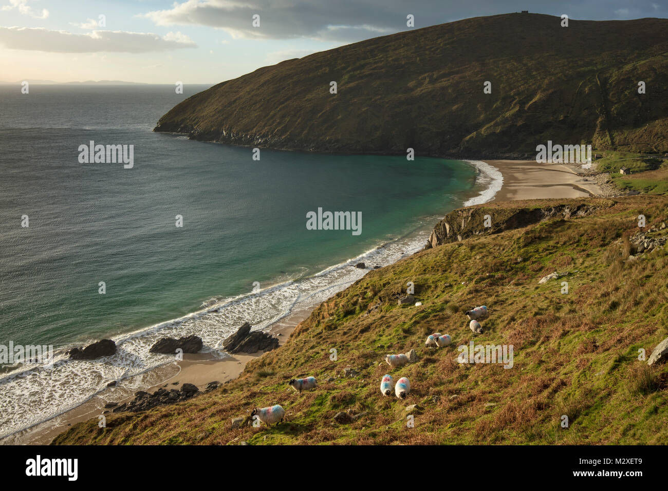 Herde Schafe weiden oben Keem Bay, Achill Island, County Mayo, Irland. Stockfoto