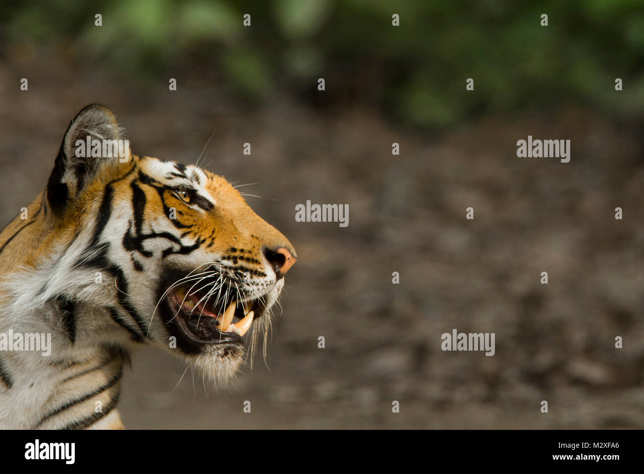 Bengal Tiger, Corbett National Park Stockfoto