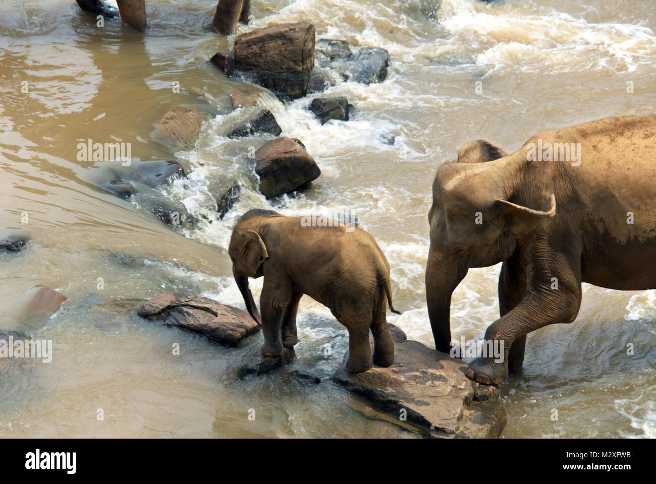 Elefanten auf der Maha Oya Fluß in Sri Lanka, das Teil der Pinnawala Elefanten Waisenhaus. Stockfoto