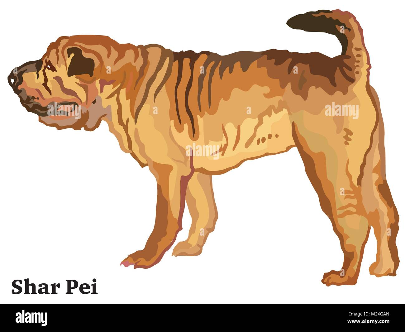Portrait von ständigen im Profil Shar Pei, Vektor bunte Abbildung auf weißem Hintergrund Stock Vektor