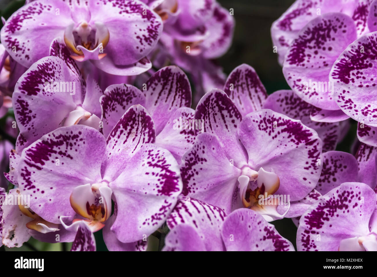 Purple Orchid mit Flecken im Garten Stockfoto