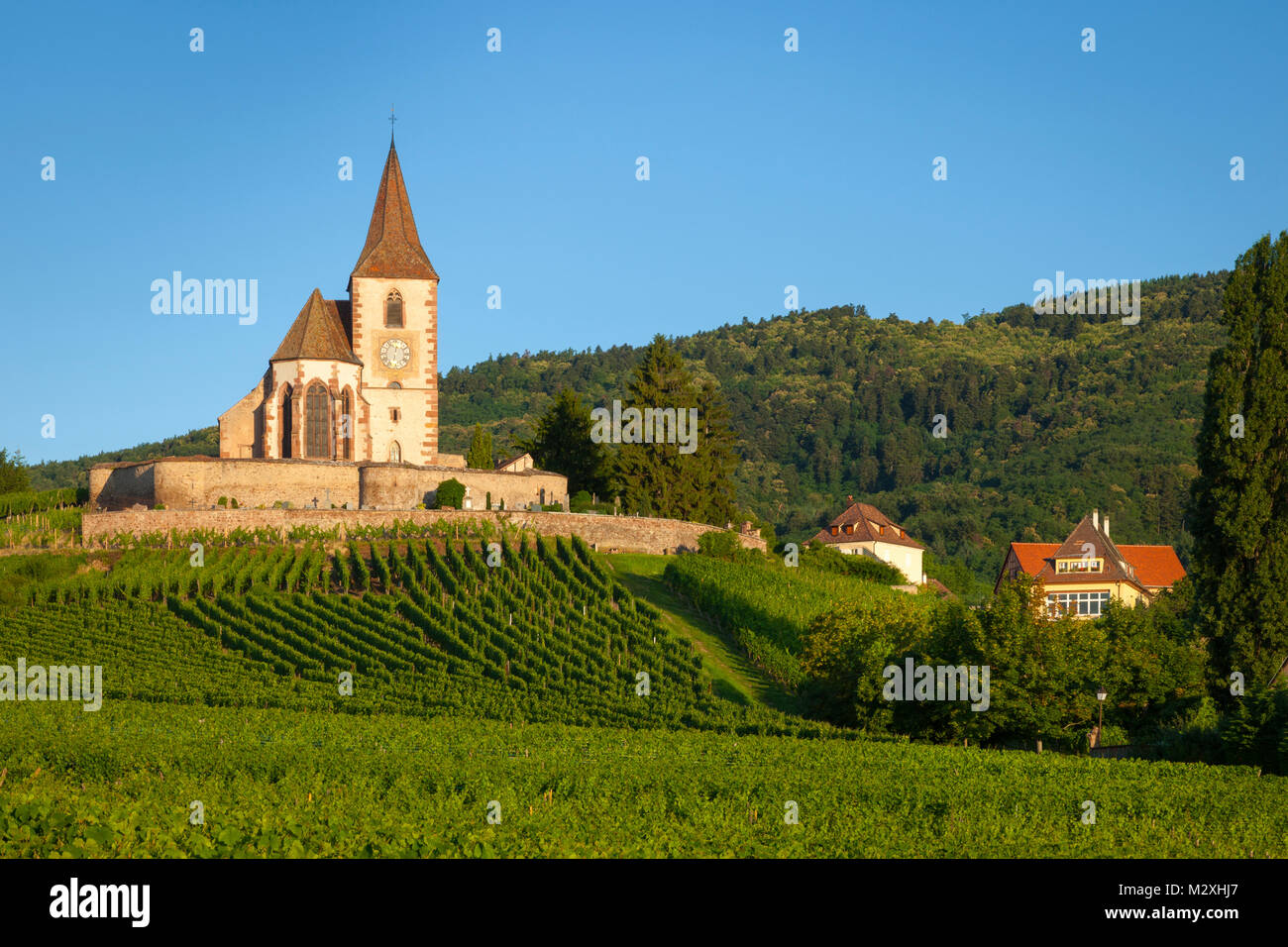 Morgendämmerung auf das 15. Jahrhundert Kirche von St. Jacques, umgeben von den Weinbergen des Grand Cru in Hunawihr, Elsass Frankreich Stockfoto