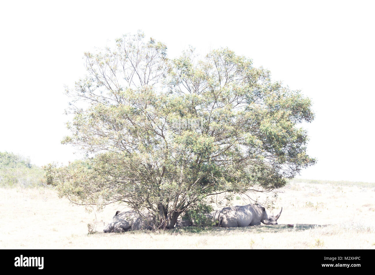 Ein Absturz von Rhino schlafend unter einem Baum. Stockfoto