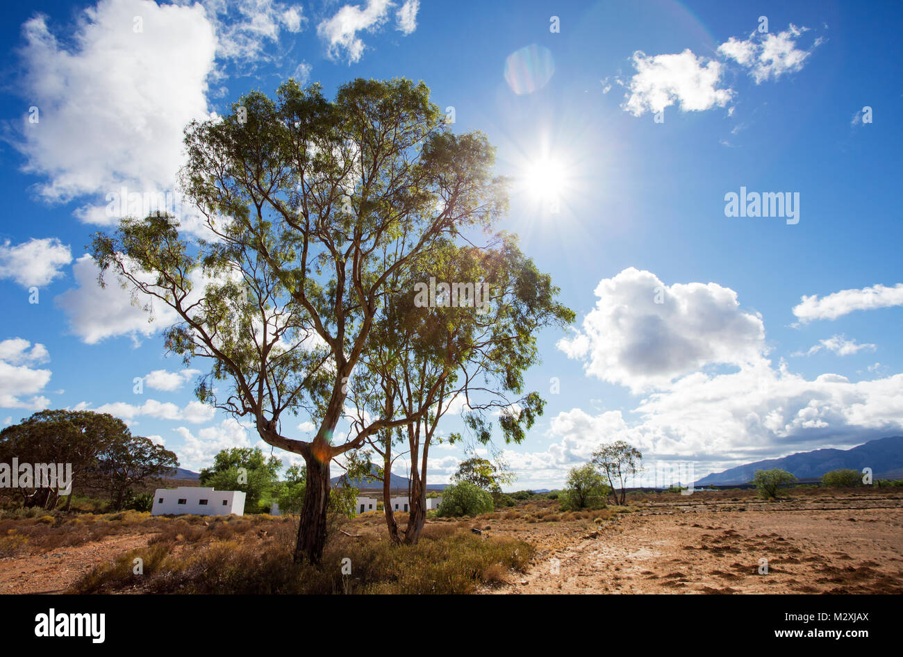 Am frühen Morgen Landschaft in Matjiesfontein in der Karoo. Stockfoto